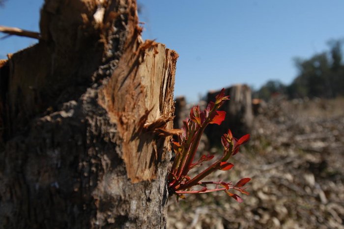 Charles Guerra / Agencia RBS Charles Guerra / Agencia RBS