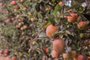 CAXIAS DO SUL, RS, BRASIL, 12/01/2023. Safra da maçã deve manter o mesmo patamar de 2022 no Rio Grande do Sul, na foto, Jucemir Zatta, 45, agricultor. (Neimar De Cesero/Agência RBS)<!-- NICAID(15320449) -->
