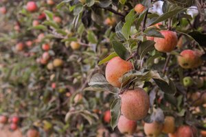 Neimar De Cesero / Agencia RBS