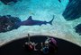 Um oceanário com 5 milhões de litros de água salgada e 15 mil seres vivos