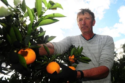 CAXIAS DO SUL, RS, BRASIL, 27/07/2021. Serra é reconhecida como um bom lugar para a produção tardia do fruto, nos meses de abril a outubro. Em uma reportagem de 2019, a Serra foi apontada como responsável por 80% dos frutos colhidos. Na foto, propriedade de Sérgio Perini em Loreto da Segunda Légua. interior de Caxias. (Porthus Junior/Agência RBS)<!-- NICAID(14846128) -->