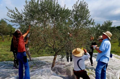 Estado tem primeiro azeite de oliva com selo orgânico<!-- NICAID(15362401) -->
