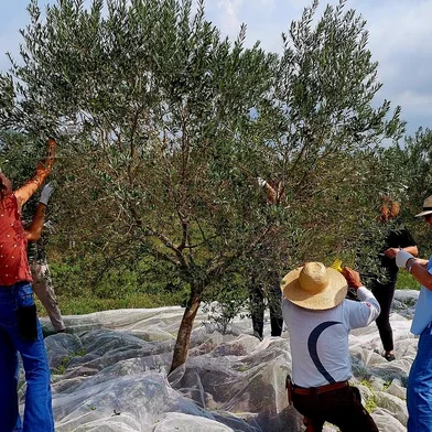 Estado tem primeiro azeite de oliva com selo orgânico<!-- NICAID(15362401) -->