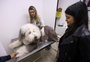 Mordida no bolso: como equilibrar gastos com os pets no orçamento doméstico