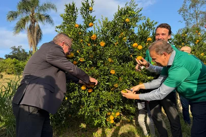 Abertura estadual da safra de citros, em Montenegro, no Vale do Caí<!-- NICAID(16046022) -->