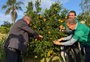 Maior e mais barata: como está a safra de bergamota e laranja, em colheita no RS