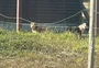 Homem morre após ser atacado por três pitbulls em Arroio do Sal 