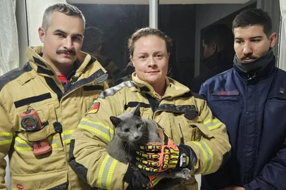 Gata é resgatada após ficar cinco dias presa em exaustor de churrasqueira, em Bento Gonçalves <!-- NICAID(16072693) -->