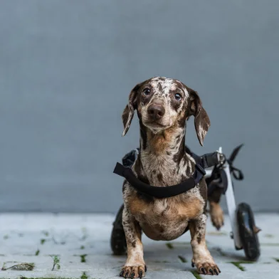 Cachorro em cadeira de rodas - Foto: uladzislaulineu/stock.adobe.comFonte: 577795960<!-- NICAID(15412909) -->