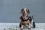Cachorro em cadeira de rodas - Foto: uladzislaulineu/stock.adobe.comFonte: 577795960<!-- NICAID(15412909) -->