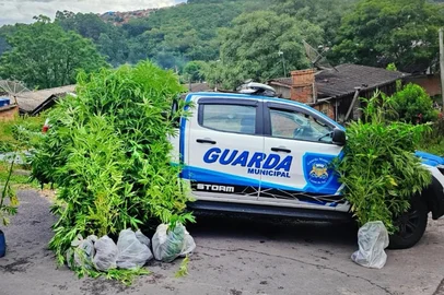 Guarda Municipal apreende 35 pés de maconha em Caxias do Sul.<!-- NICAID(16187480) -->
