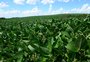 Valorização da terra no RS segue as cotações da soja