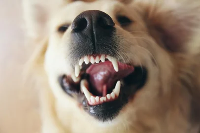 Golden Retriever - Foto: Africa Studio/stock.adobe.comFonte: 107017585<!-- NICAID(15567746) -->