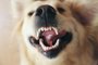 Golden Retriever - Foto: Africa Studio/stock.adobe.comFonte: 107017585<!-- NICAID(15567746) -->