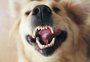 É preciso escovar os dentes dos cães e gatos? Especialista responde