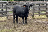 ExpoBrangus começa julgamentos nesta terça-feira, em Uruguaiana<!-- NICAID(16042876) -->