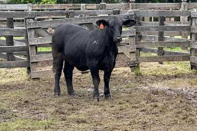ExpoBrangus começa julgamentos nesta terça-feira, em Uruguaiana<!-- NICAID(16042876) -->