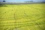 Plantio de lavoura de arroz<!-- NICAID(15613481) -->