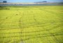 A região do RS onde o excesso de chuva mais preocupa produtores de arroz