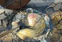 Funcionários de limpeza se surpreendem com o que entupiu bueiro em Canoas