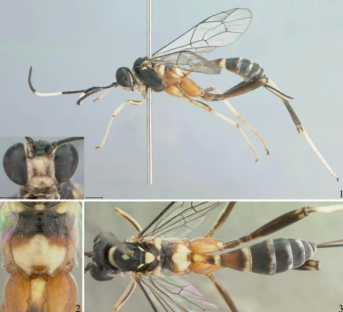 Alexandre Aguiar / Divulgação