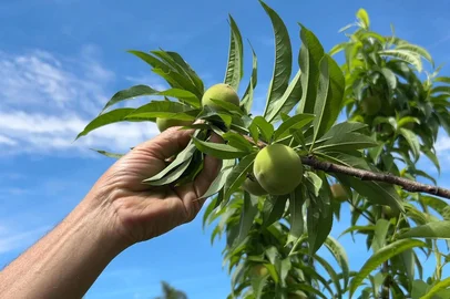 Produtores de pêssego da Serra têm boa expectativa para a safra deste ano em função condições climáticas do inverno<!-- NICAID(16142375) -->
