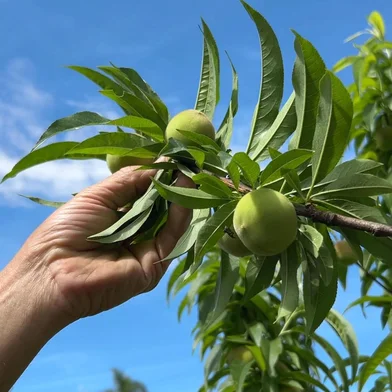 Produtores de pêssego da Serra têm boa expectativa para a safra deste ano em função condições climáticas do inverno<!-- NICAID(16142375) -->