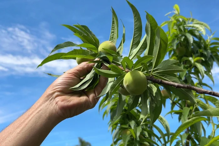 Maria Fernanda Chaves / RBS TV Maria Fernanda Chaves / RBS TV