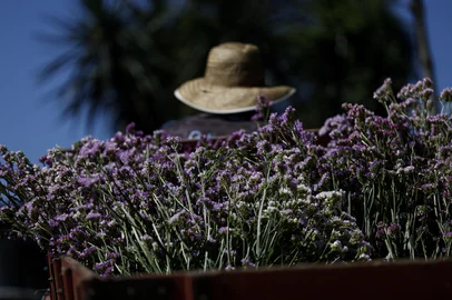 PORTO ALEGRE, RS, BRASIL: A PRODUÇÃO ORGÂNICA DE FLORES NO BELÉM NOVO. Como a chácara Porto Verde iniciou a produção de flores, e se tornou referênica nas feiras orgânicas de Porto Alegre. SÉRIE MINIDOC. Fotos: Duda Fortes/Agencia RBS<!-- NICAID(16192720) -->