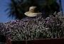 Feira das flores: como a produção de orgânicos reergueu produtor e virou diferencial em Porto Alegre