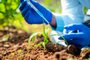 close up shot of agro scientist hands at laboratory adding chemical to small lab grown plant - concept of research, focused and invention or biotechnologyAgricultura - Foto: WESTOCK/stock.adobe.comIndexador: LPFonte: 563926465<!-- NICAID(15583703) -->