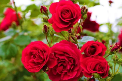 Venda de flores deve sofrer fomento de 4% no Dias dos Namorados<!-- NICAID(15785766) -->