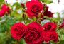 Setor de flores aposta no Dia dos Namorados para voltar a florescer no RS