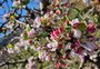 O que floresce nos pomares de maçã no Estado (além das flores)