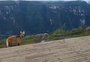 VÍDEO: ameaçado de extinção, lobo-guará é visto na beira de cânion em Cambará do Sul