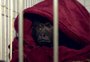 Cobertor e piso aquecido: veja curiosidades sobre o cuidado do Primaves com animais silvestres resgatados