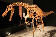 Dinossauro Irritator challengeri.<!-- NICAID(16282173) -->