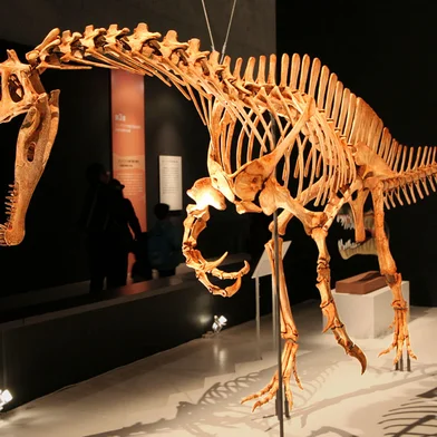 Dinossauro Irritator challengeri.<!-- NICAID(16282173) -->