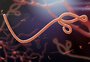 Paciente com suspeita de ebola é transferido de Novo Hamburgo para Porto Alegre