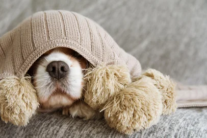 SICK, PLAYFUL  OR SCARED CAVALIER DOG COVERED WITH A WARM  TASSEL BLANKETIndexador: SMRM1977Fonte: 272008600<!-- NICAID(15436731) -->