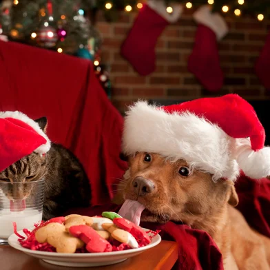 Cat and Dog eating and drinking Santa's cookies and milk.Indexador: MICHAEL PETTIGREWFonte: 31482865<!-- NICAID(15632506) -->