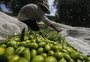 À espera de safra recorde, olivicultores preparam nova feira de negócios