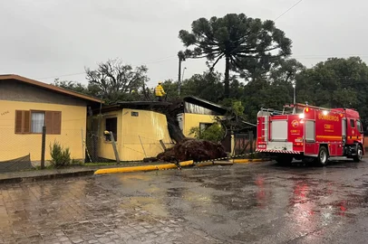 Arvore cai em casa na rua General Alexandre Moss Simões dos Santos, no bairro São Ciro<!-- NICAID(16335338) -->