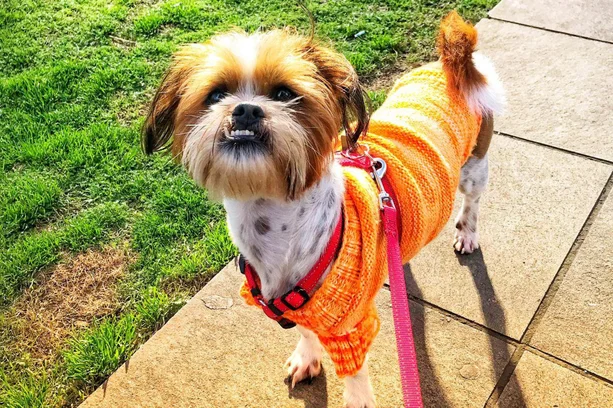 Momento fofura: em fotos, veja um desfile de pets agasalhados e prontos  para enfrentar o frio | GZH