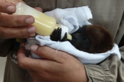 Animais silvestres resgatados pelas equipes da Secretaria do Meio Ambiente, Urbanismo e Sustentabilidade (Smamus), da prefeitura de Porto Alegre.<!-- NICAID(16341230) -->