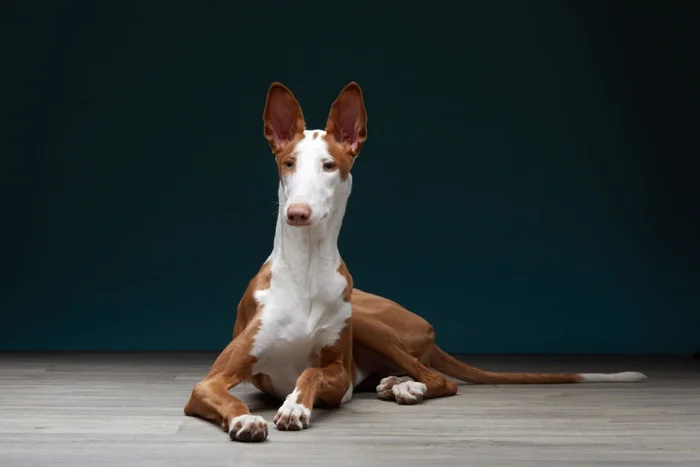 Anna Averianova / Shutterstock | Portal EdiCase