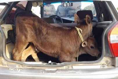 BM prende três pessoas e recupera bezerros em Morro Redondo, 12/08/2022<!-- NICAID(15174478) -->