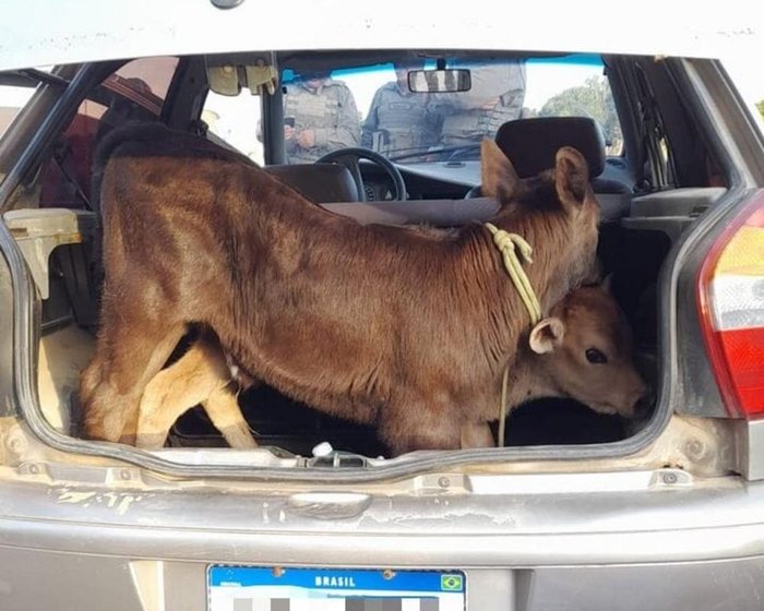 4º BPM / Divulgação