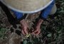 Governo e Senado articulam solução para dívidas do agro; impasse envolve recursos do pré-sal