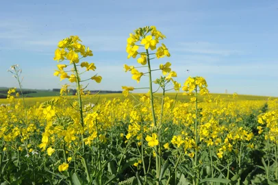 Diogo Zanatta / Especial Produtor de Canola, Gilmar Bortolin, de Ronda Alta, norte do Estado.<!-- NICAID(9624861) -->